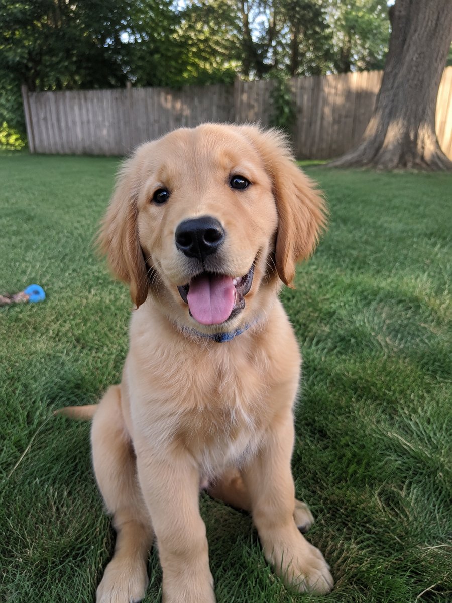 Original photo of a golden retriever puppy on grass